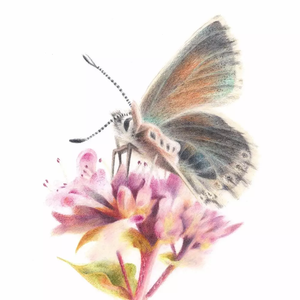 Chalk-Hill Blue Coloured Pencil Illustration